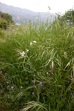 Grass in the landing field – future sheep fodder and not to be squashed by paragliders, please Grass in the landing field – future sheep fodder and not to be squashed by paragliders, please