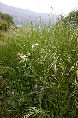 Grass in the landing field – future sheep fodder and not to be squashed by paragliders, please